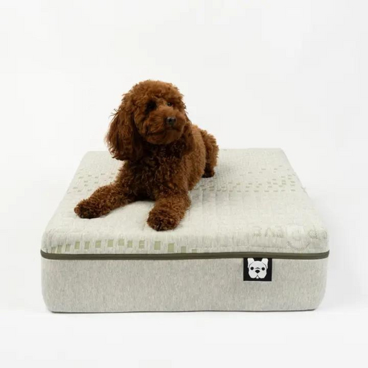 Eko Dog Premium Mattress